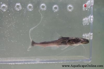 Dorado Cafish 3"-4" (Brachyplatystoma rousseauxii)